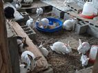 Rabbits