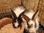 Rabbits