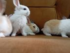 Rabbits