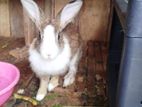 Rabbits