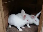 Rabbits