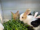 Rabbits