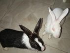 Rabbits
