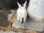 Rabbits