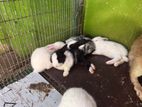 Rabbits