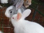 Rabbits for sale