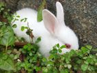 Rabbits
