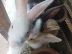 Rabbits