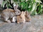 Rabbits