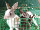 Rabbits