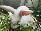 Rabbit