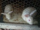 Rabbits