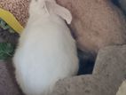Rabbits
