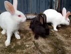Rabbits