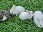 Rabbits
