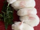 rabbits