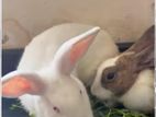 Rabbits