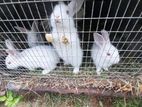 Rabbits