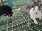 Rabbits