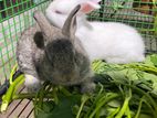 Rabbits