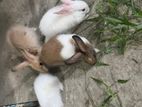 Rabbits