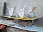 Rabbits