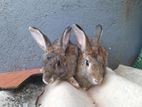 Rabbits