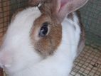 Rabbits