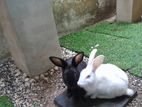 Rabbits