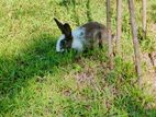 Rabbits
