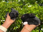 Rabbits