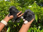Rabbits