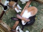 Rabbits