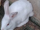 Rabbits