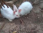 Rabbits