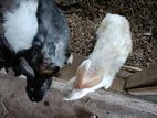 Rabbits