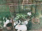 Rabbits