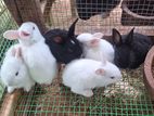 Rabbits