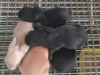 Rabbits