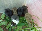 Rabbits