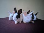 Rabbits