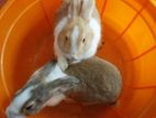 Rabbits