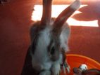 Rabbits