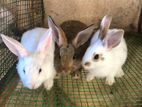 Rabbits