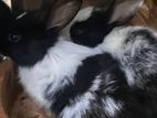 Rabbits