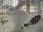 Rabbits