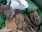 Rabbits