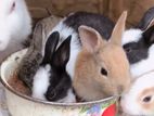Rabbits