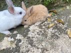 Rabbits