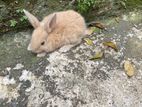 Rabbits